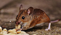 24 Hour & Emergency Exterminators in Sturgills, NC